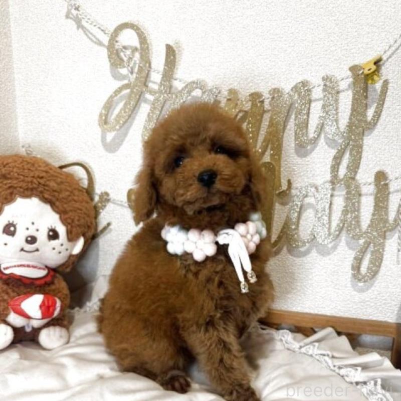 販売中の東京都のタイニープードル-431331の4枚目