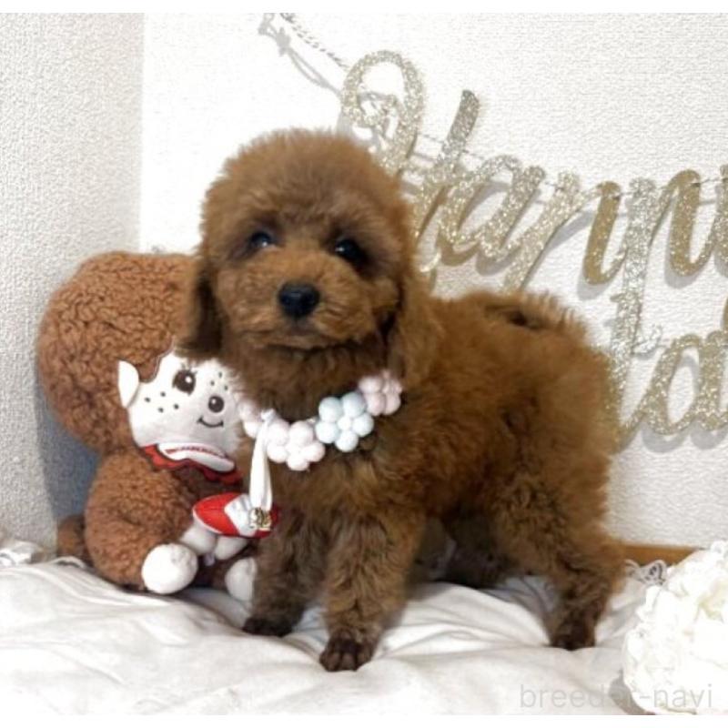 販売中の東京都のタイニープードル-431331の3枚目