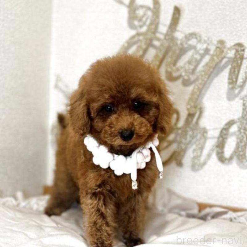 販売中の東京都のタイニープードル-431331の2枚目