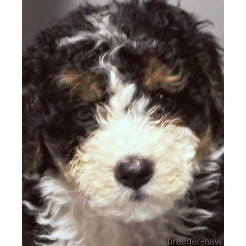 販売中の熊本県のバーニードゥードル:バーニーズ×スタンダードプードル-429686の2枚目