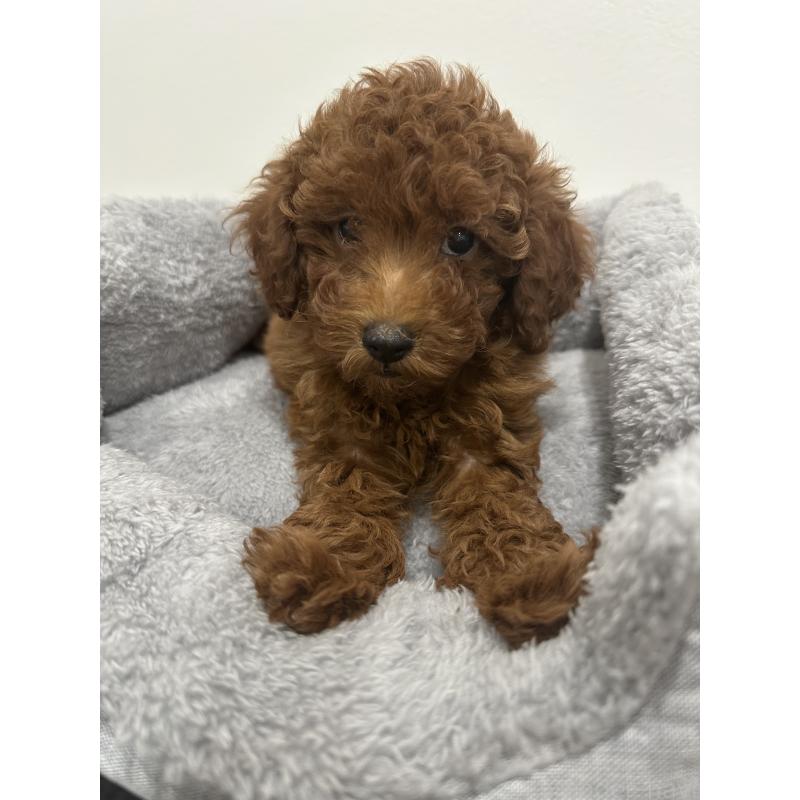 販売中の兵庫県のトイプードル-431762の9枚目