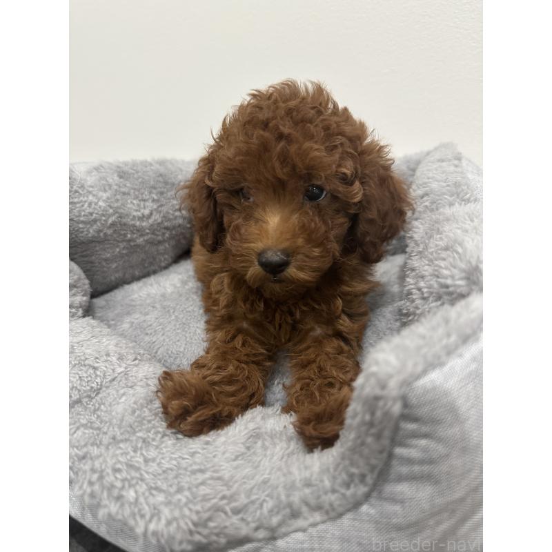 販売中の兵庫県のトイプードル-431762の8枚目