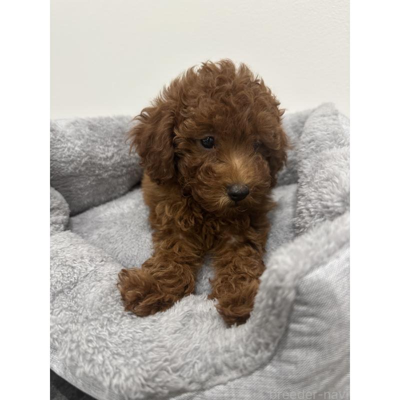 販売中の兵庫県のトイプードル-431762の7枚目