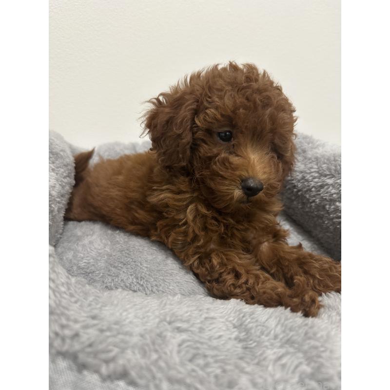 販売中の兵庫県のトイプードル-431762の6枚目