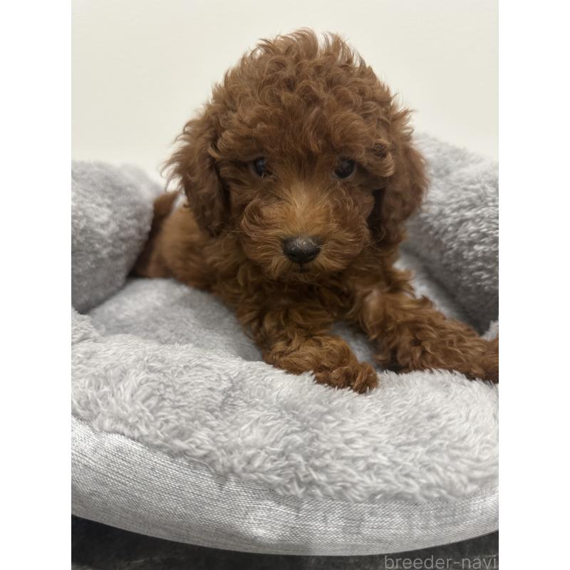 販売中の兵庫県のトイプードル-431762の5枚目