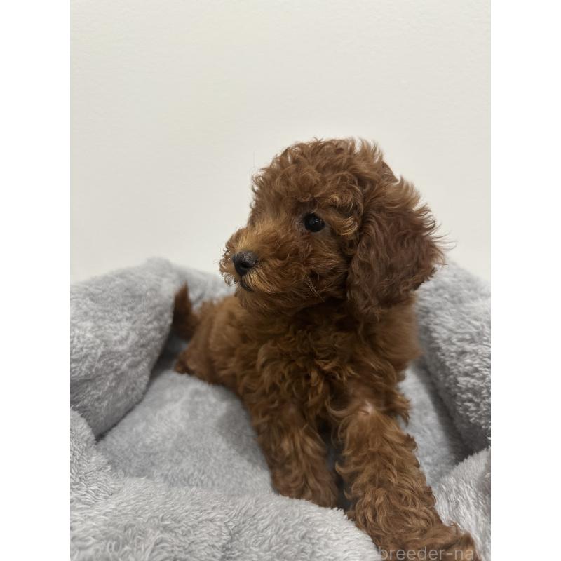 販売中の兵庫県のトイプードル-431762の4枚目