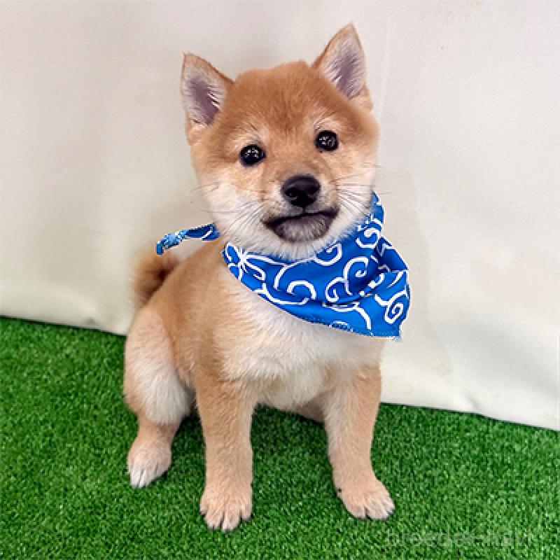 販売中の神奈川県の豆柴-428005