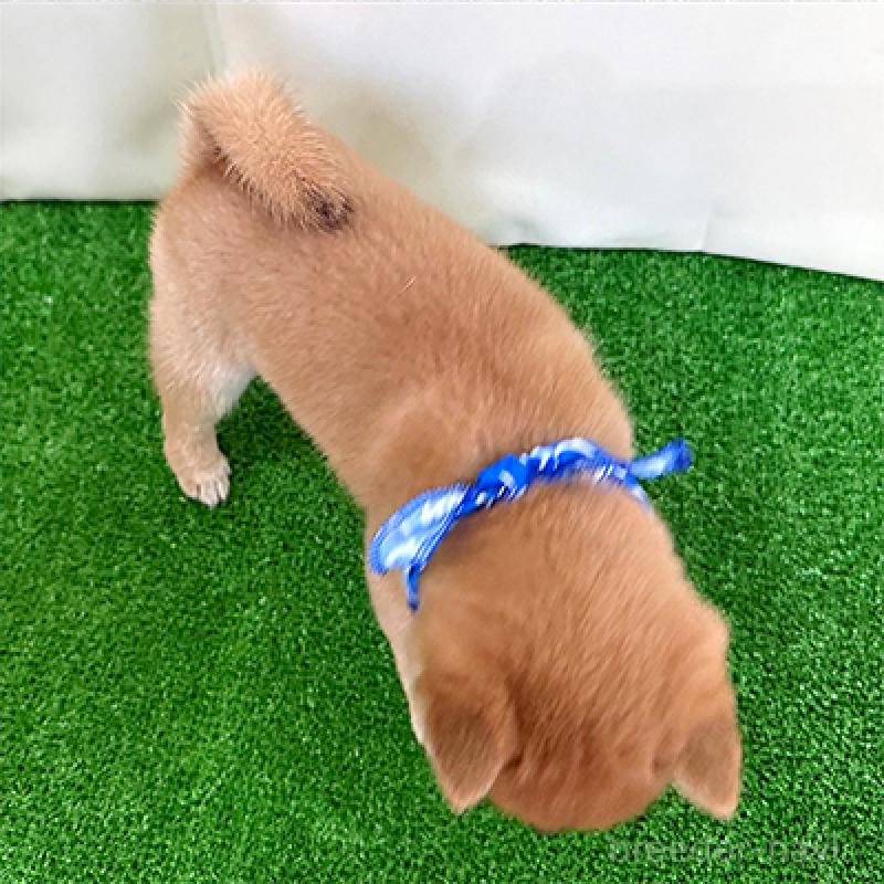 販売中の神奈川県の豆柴-428005の4枚目