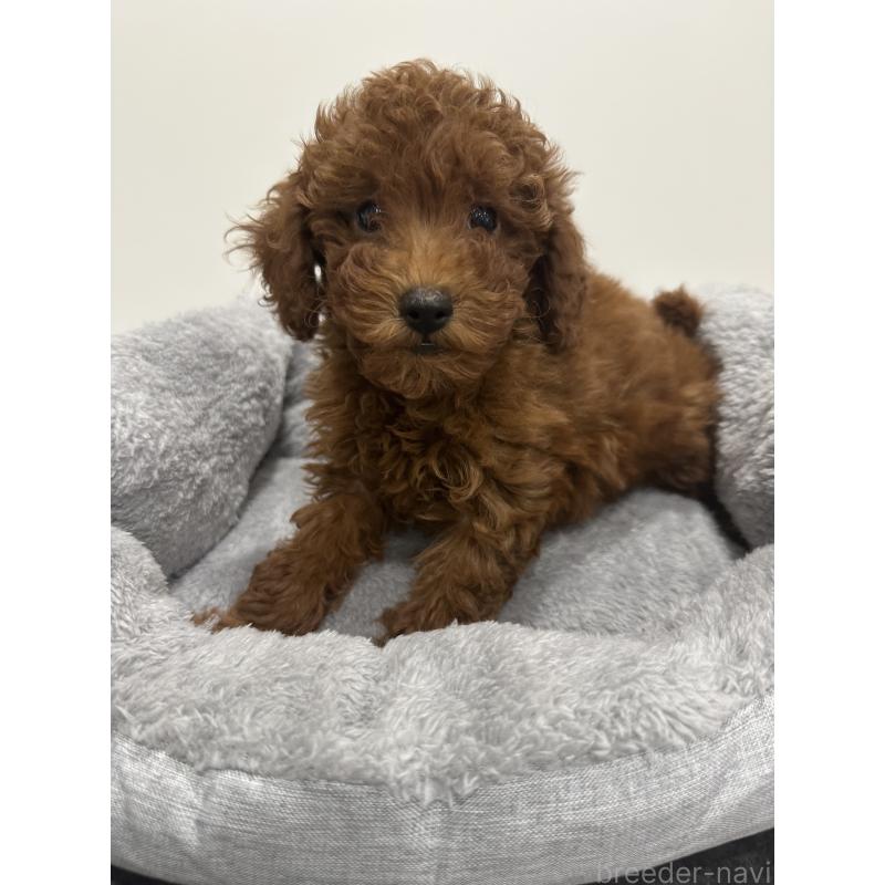 販売中の兵庫県のトイプードル-431762の3枚目