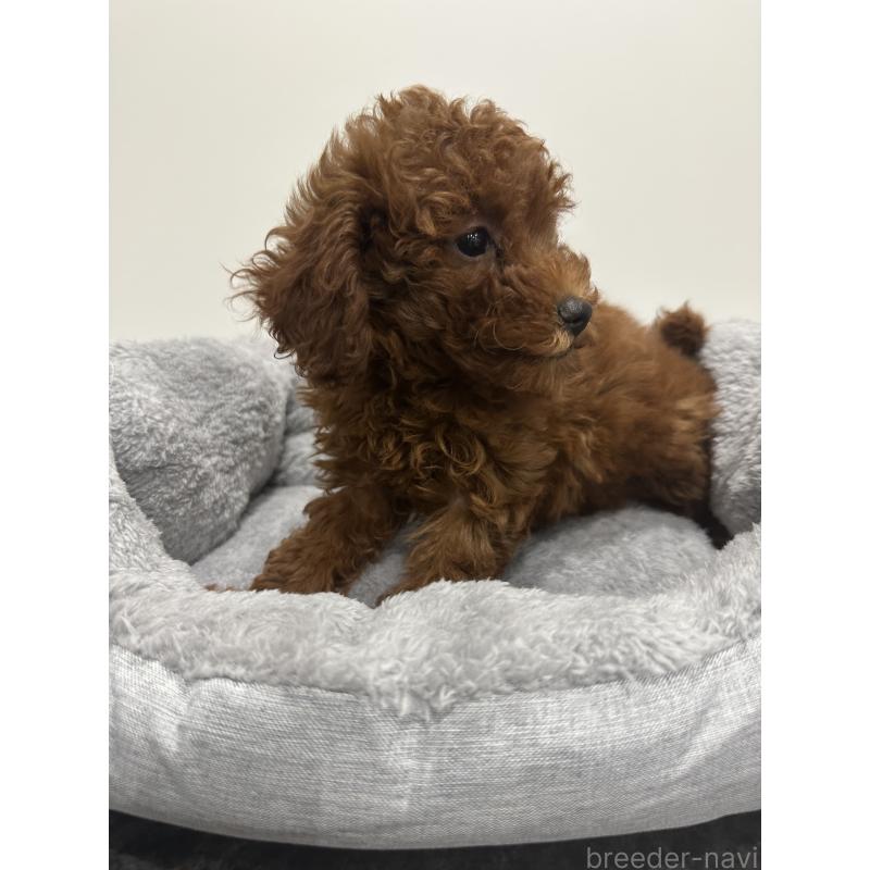 販売中の兵庫県のトイプードル-431762の2枚目