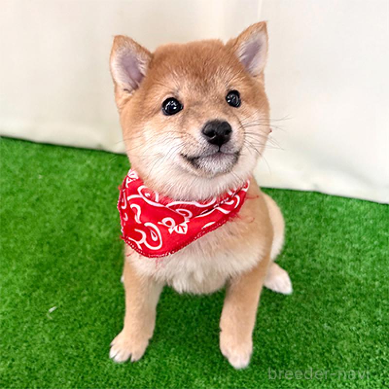 販売中の神奈川県の豆柴-428006