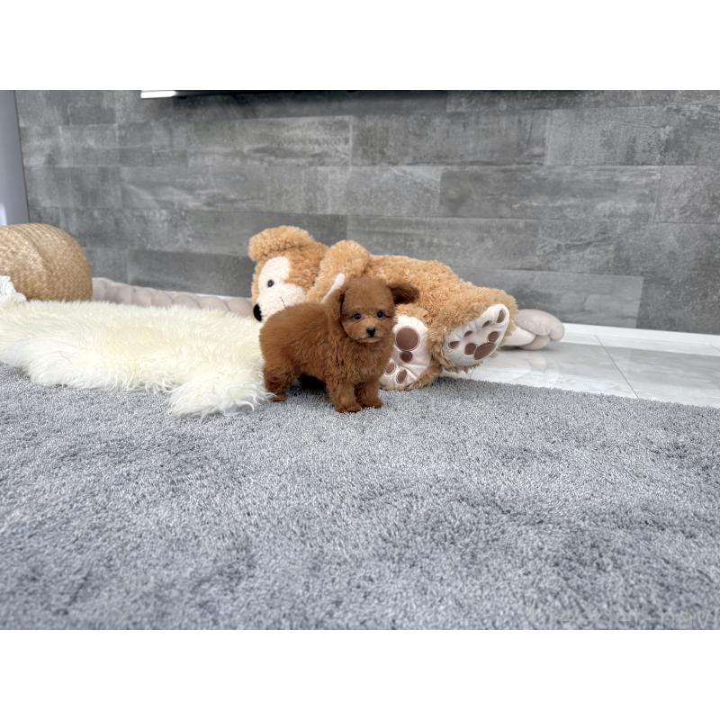 販売中の滋賀県のティーカッププードル-431756の7枚目