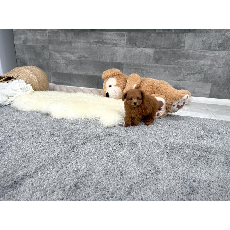 販売中の滋賀県のティーカッププードル-431756の6枚目