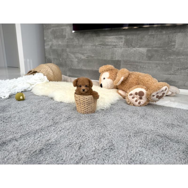 販売中の滋賀県のティーカッププードル-431756の4枚目