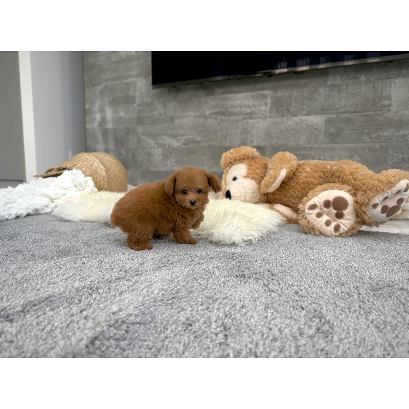 販売中の滋賀県のティーカッププードル-431756の3枚目