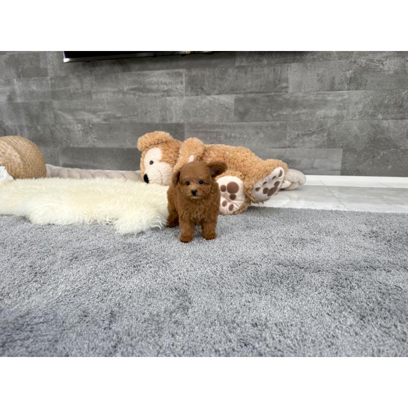 販売中の滋賀県のティーカッププードル-431756の2枚目