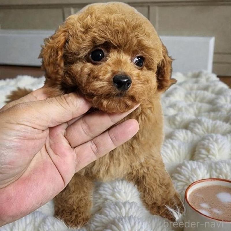 販売中の群馬県のトイプードル-431757の5枚目