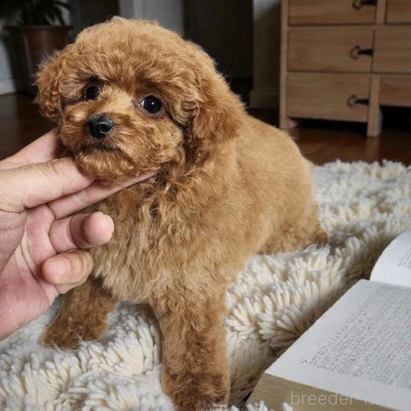 販売中の群馬県のトイプードル-431757の4枚目