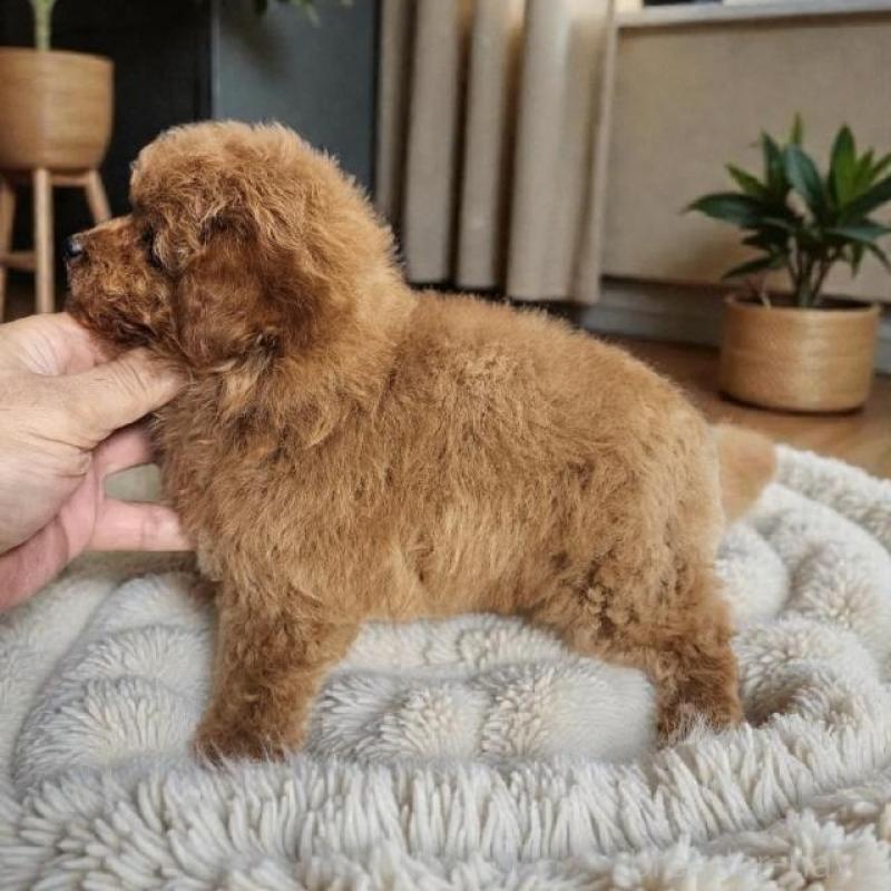 販売中の群馬県のトイプードル-431757の3枚目