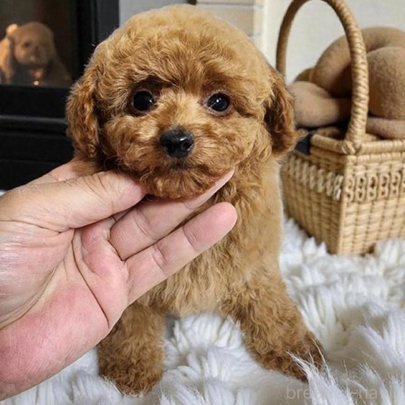 販売中の群馬県のトイプードル-431757の2枚目