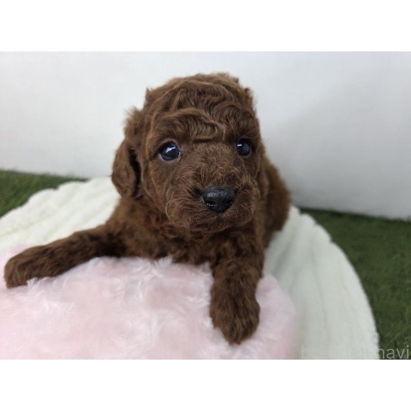 販売中の三重県のトイプードル-431760の4枚目