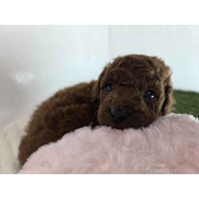 販売中の三重県のトイプードル-431760の3枚目