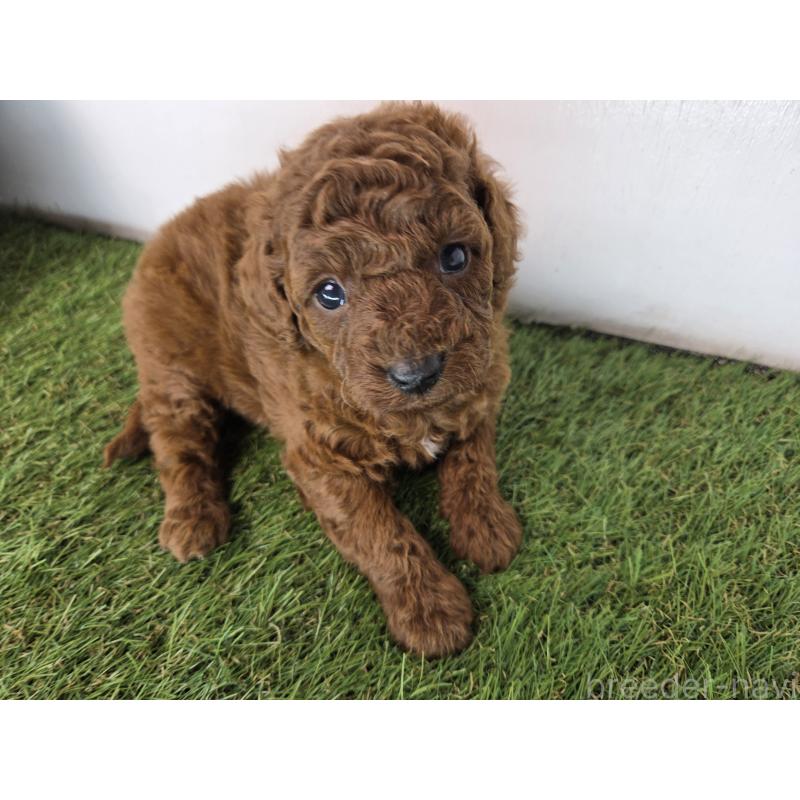 販売中の三重県のトイプードル-431760の2枚目