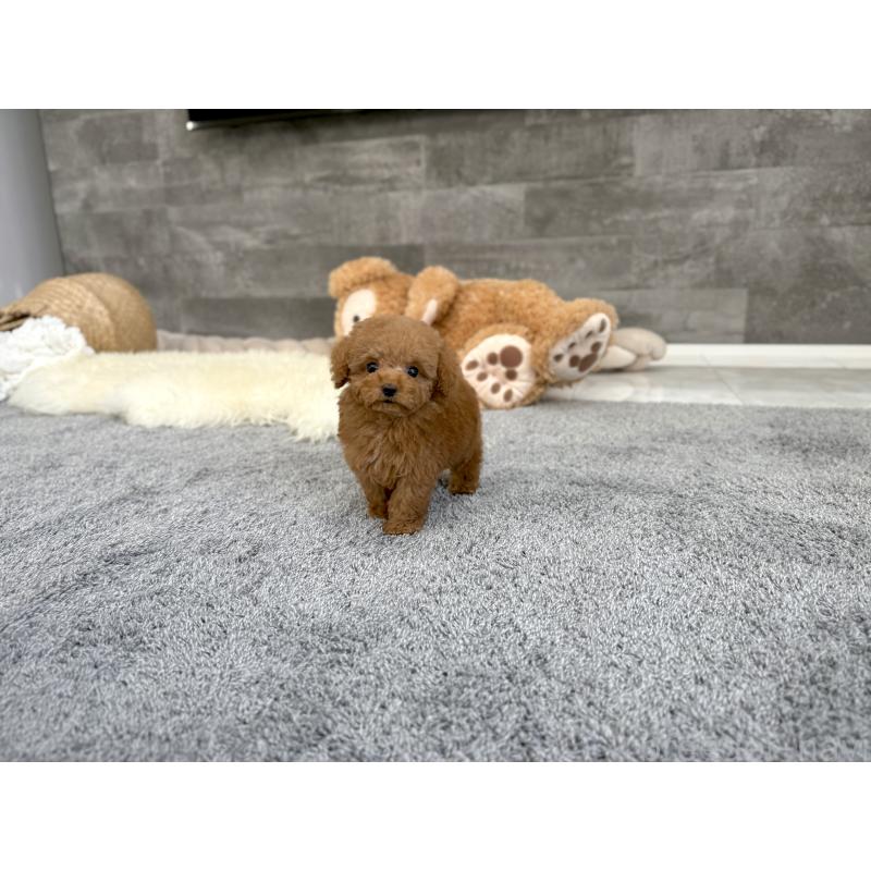 販売中の滋賀県のティーカッププードル-431763の7枚目