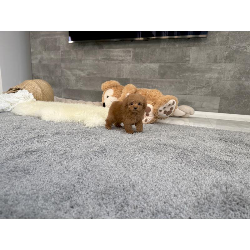 販売中の滋賀県のティーカッププードル-431763の6枚目