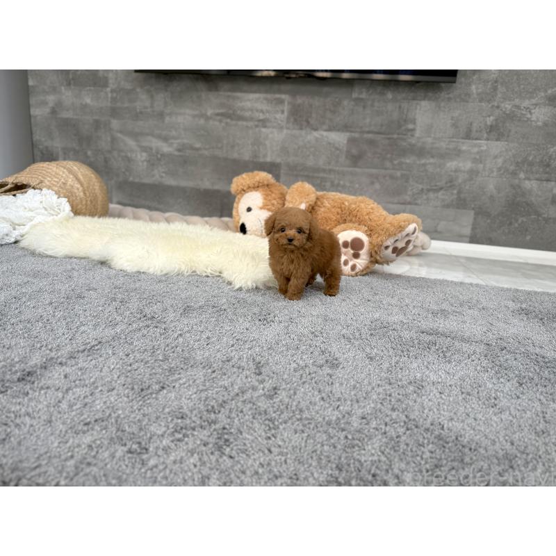 販売中の滋賀県のティーカッププードル-431763の5枚目