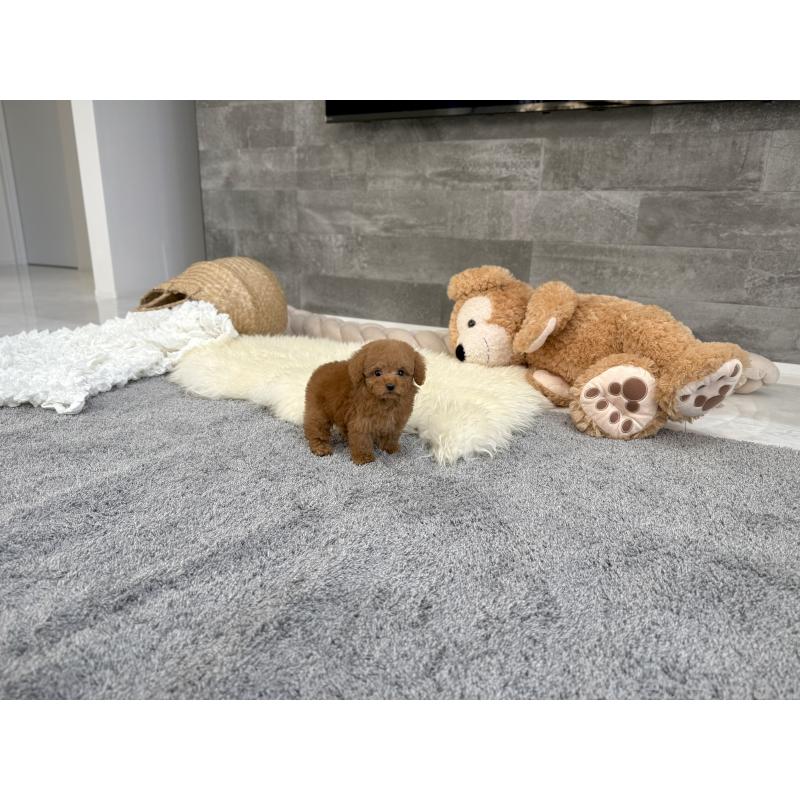 販売中の滋賀県のティーカッププードル-431763の4枚目