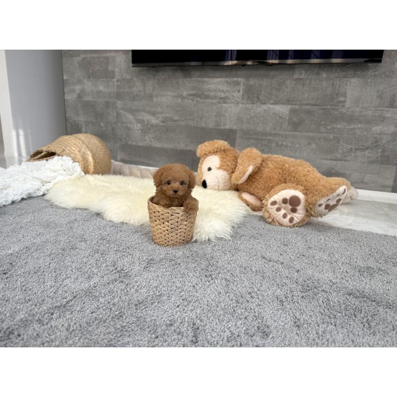 販売中の滋賀県のティーカッププードル-431763の3枚目