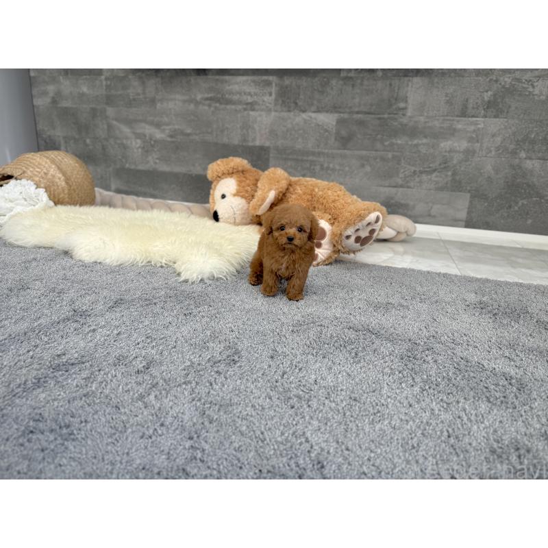 販売中の滋賀県のティーカッププードル-431763の2枚目