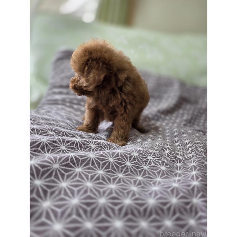 販売中の埼玉県のトイプードル-431764の12枚目