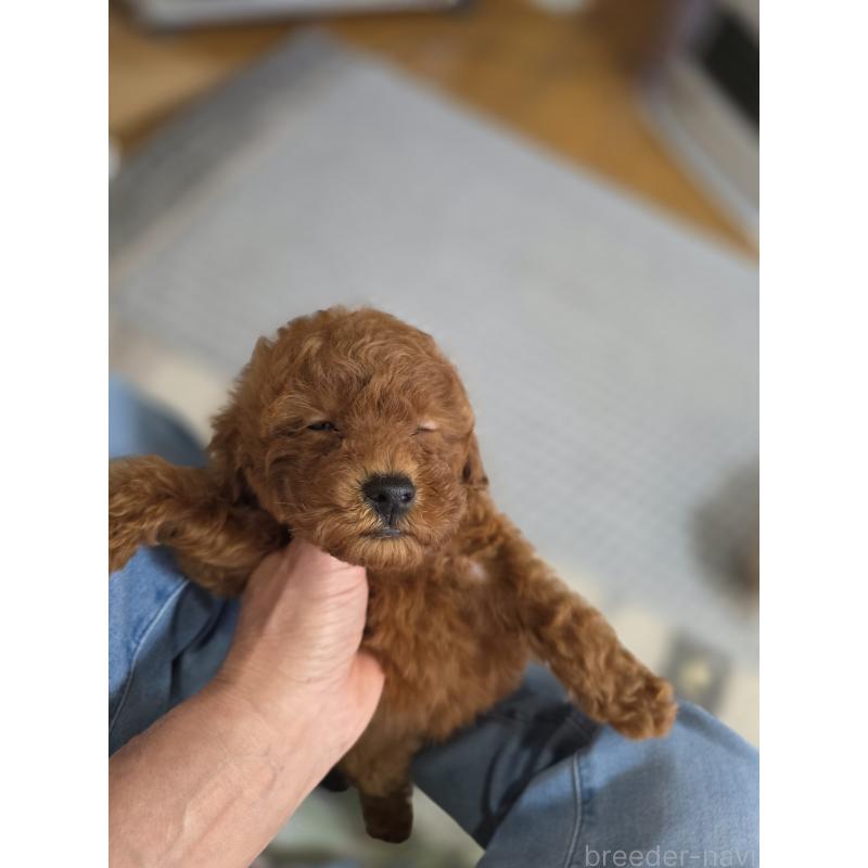 販売中の埼玉県のトイプードル-431764の11枚目