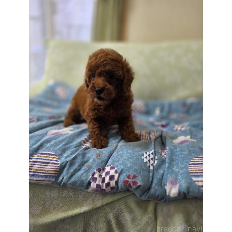 販売中の埼玉県のトイプードル-431764の10枚目