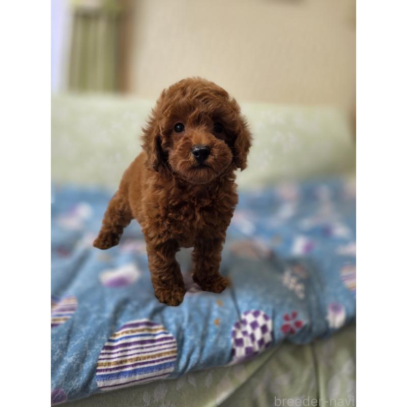 販売中の埼玉県のトイプードル-431764の8枚目