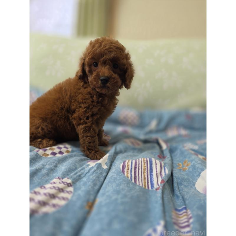 販売中の埼玉県のトイプードル-431764の7枚目