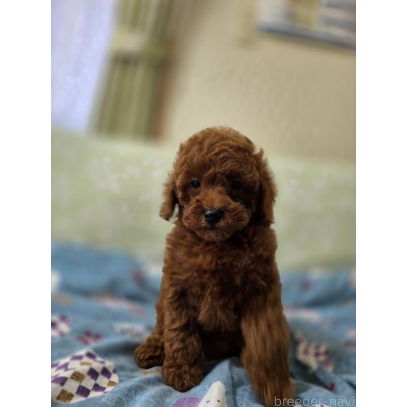 販売中の埼玉県のトイプードル-431764の6枚目