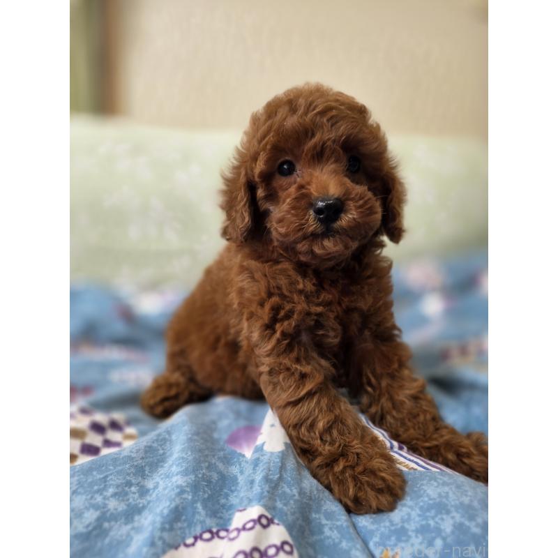 販売中の埼玉県のトイプードル-431764の5枚目