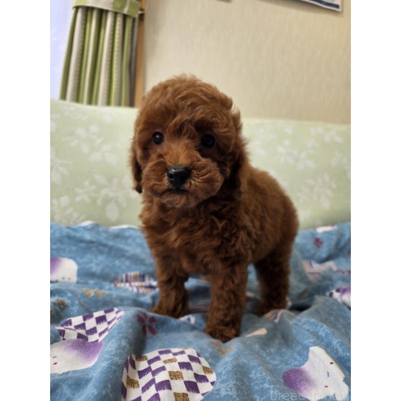 販売中の埼玉県のトイプードル-431764の4枚目