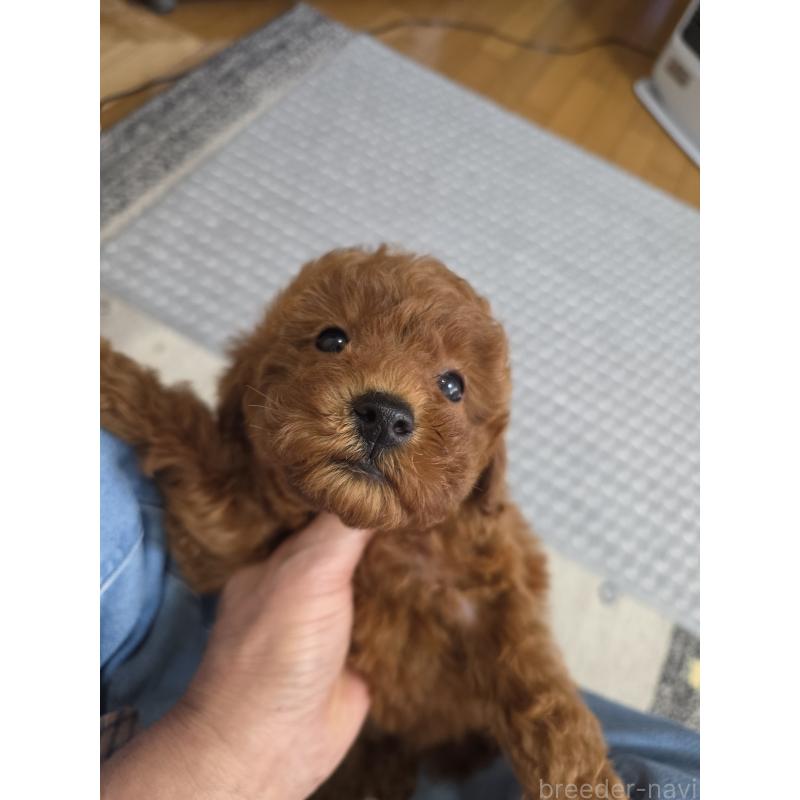 販売中の埼玉県のトイプードル-431764の3枚目