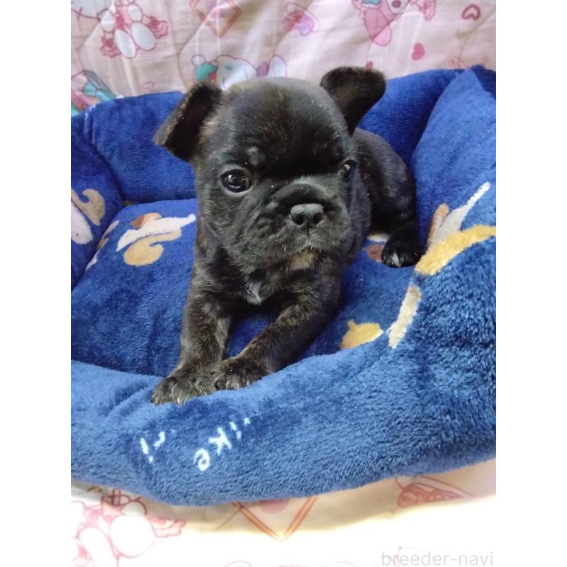 販売中の群馬県のフレンチブルドッグ-427637の2枚目