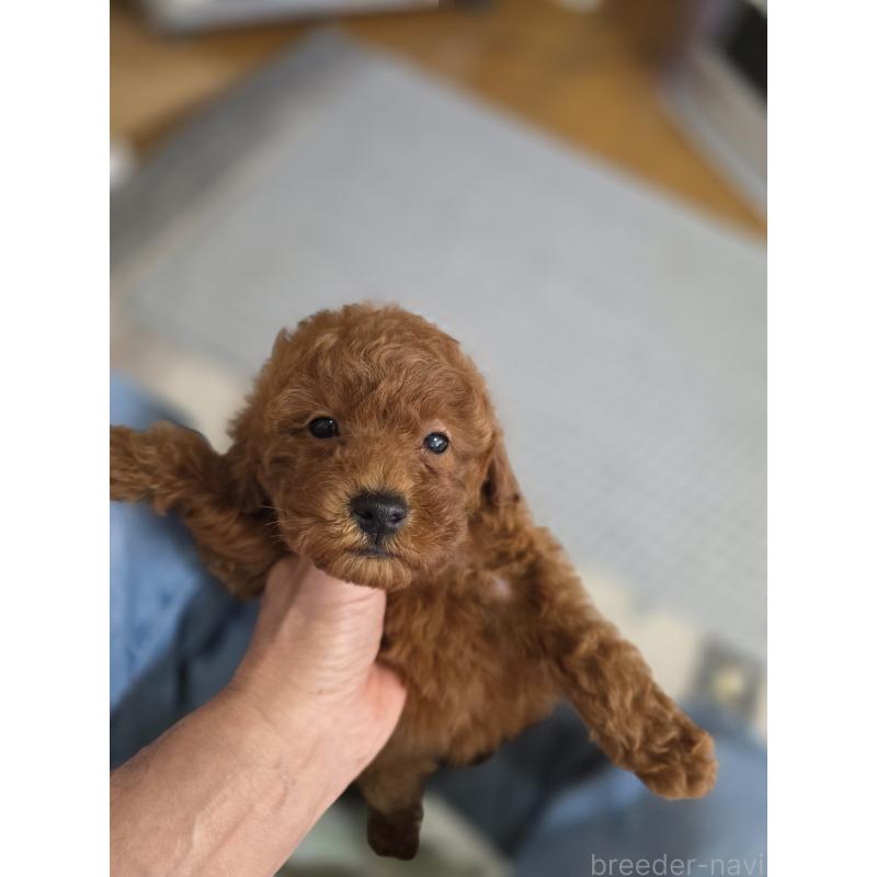 販売中の埼玉県のトイプードル-431764の2枚目