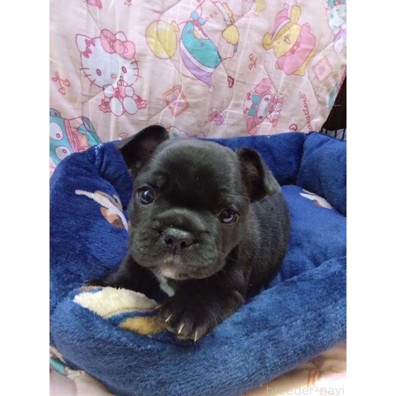 成約済の群馬県のフレンチブルドッグ-427638の6枚目