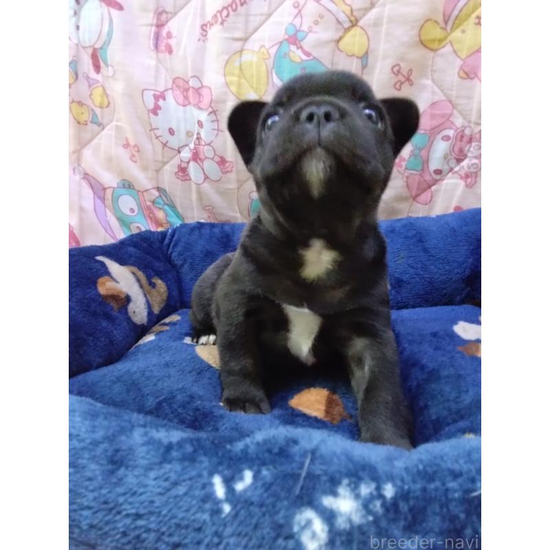 成約済の群馬県のフレンチブルドッグ-427638の5枚目