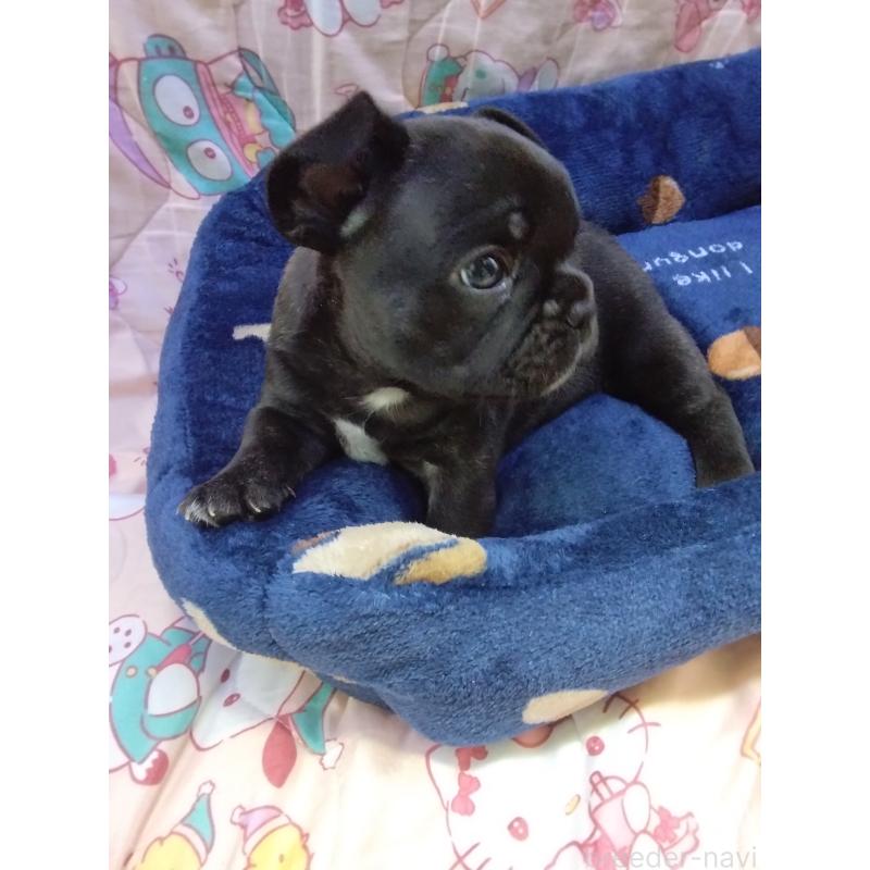 成約済の群馬県のフレンチブルドッグ-427638の4枚目