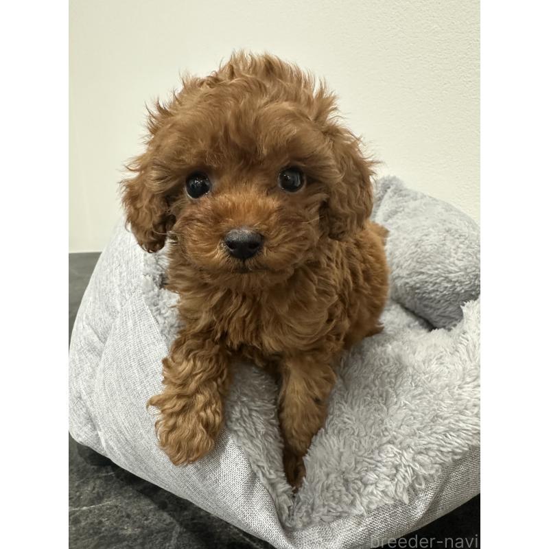 販売中の兵庫県のタイニープードル-431765の10枚目