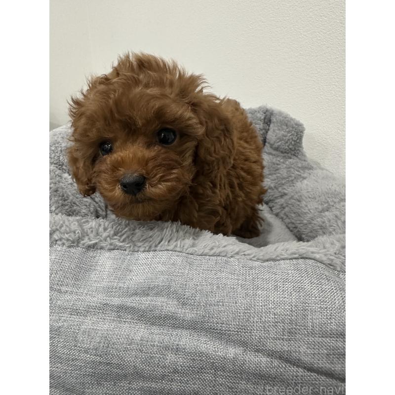 販売中の兵庫県のタイニープードル-431765の9枚目