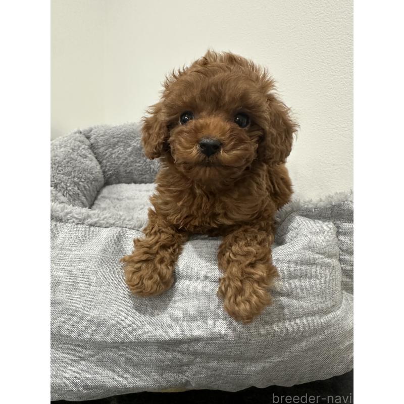 販売中の兵庫県のタイニープードル-431765の8枚目